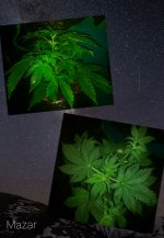 CollageMaker_20181204_124339927.jpg