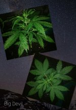 CollageMaker_20181204_124922454.jpg