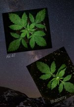 CollageMaker_20181204_125154474.jpg