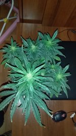 20181208_204618.jpg