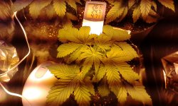 IMG_20181210_005954.jpg