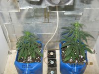 IMG_1260[1].JPG