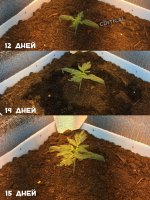 12 14 15 critical.jpg