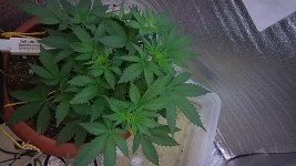 IMG_20181215_160429_709.jpg
