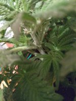 IMG_20181216_003209_238.jpg