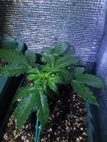 IMG-20181216-WA0007.jpg