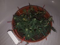20181216_220045[1].jpg