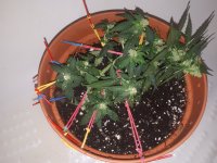 20181216_224334[1].jpg
