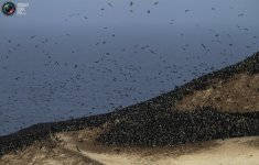 guano_001.jpg