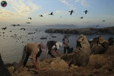 guano_003.jpg
