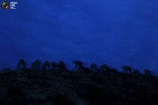 guano_004.jpg