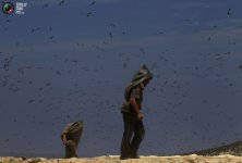 guano_017.jpg
