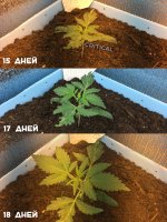 Критикал сравн.jpg