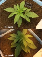 Левая WW сравн.jpg