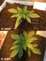 Правая WW равн.jpg