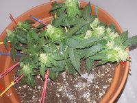 20181218_210808[1].jpg