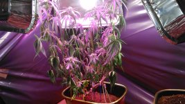 Мексика 52 дня.JPG