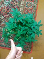 IMG_20181220_230434_771.jpg