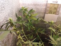IMG_20181224_184333.jpg