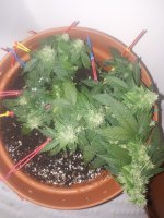 20181226_035025[1].jpg