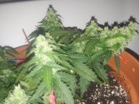 20181226_035102[1].jpg