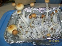 100_3212.JPG