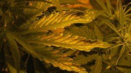 IMG_0009.JPG
