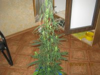 IMG_1264.JPG