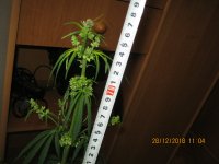 IMG_1266.JPG