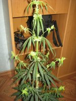 IMG_1267.JPG