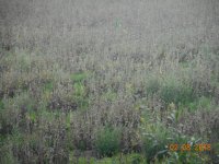 фотки 03.08.18 004.jpg