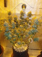 8 нед (13).JPG 8 нед (13).JPG