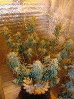 8 нед (15).JPG 8 нед (15).JPG