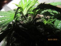 IMG_8468.JPG