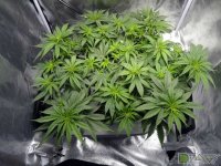 2 Вид сверху – до и после 1.jpg