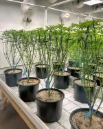 12 !!! OG Kush ready for bloom.jpg