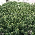 14 39162555 298622547537684 275066090936074240 n.jpg