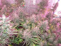 IMG_0089.JPG