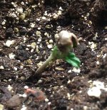 IMG_19800106_065542.jpg