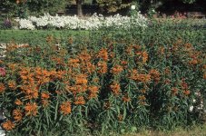 Leonotis leonurus.jpg