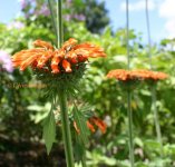 Leonotis01nepetifolia.jpg
