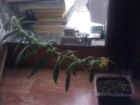 IMG_20121218_171627.jpg