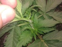 IMG_20121218_160250.jpg