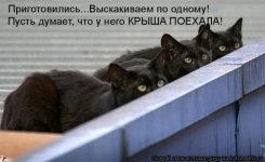 1316757218_catmatrix_1120_16.jpg