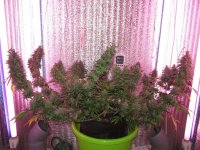 IMG_0221.JPG