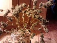 2012-12-22 12.41.26.jpg