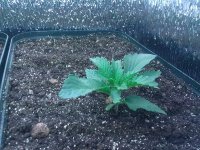 IMG_20121224_073248.jpg