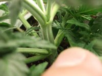DSCF4195.JPG