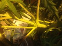 IMG_0437.JPG