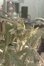 IMAG0296.jpg